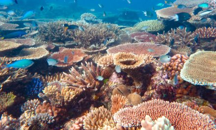 Nieuwe planetaire grens overschreden: Oceaanverzuring