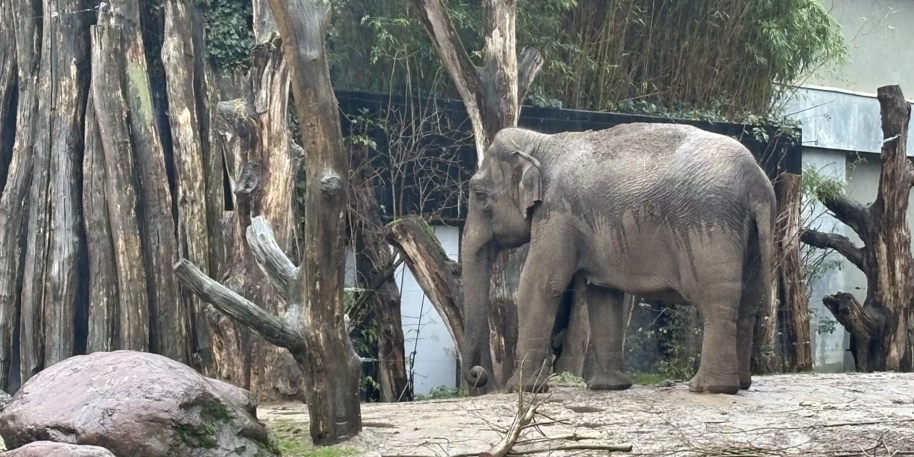 Waarom dieren geen misogynie kennen, en wij wel