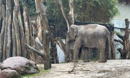 Waarom dieren geen misogynie kennen, en wij wel