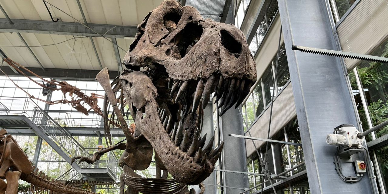 Terug naar de oertijd: Dinoveren te zien in Nederland