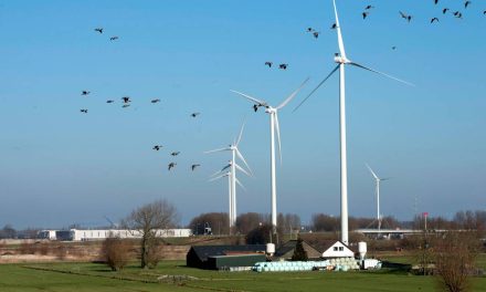 Factcheck: Windturbines zijn niet slecht voor de natuur  
