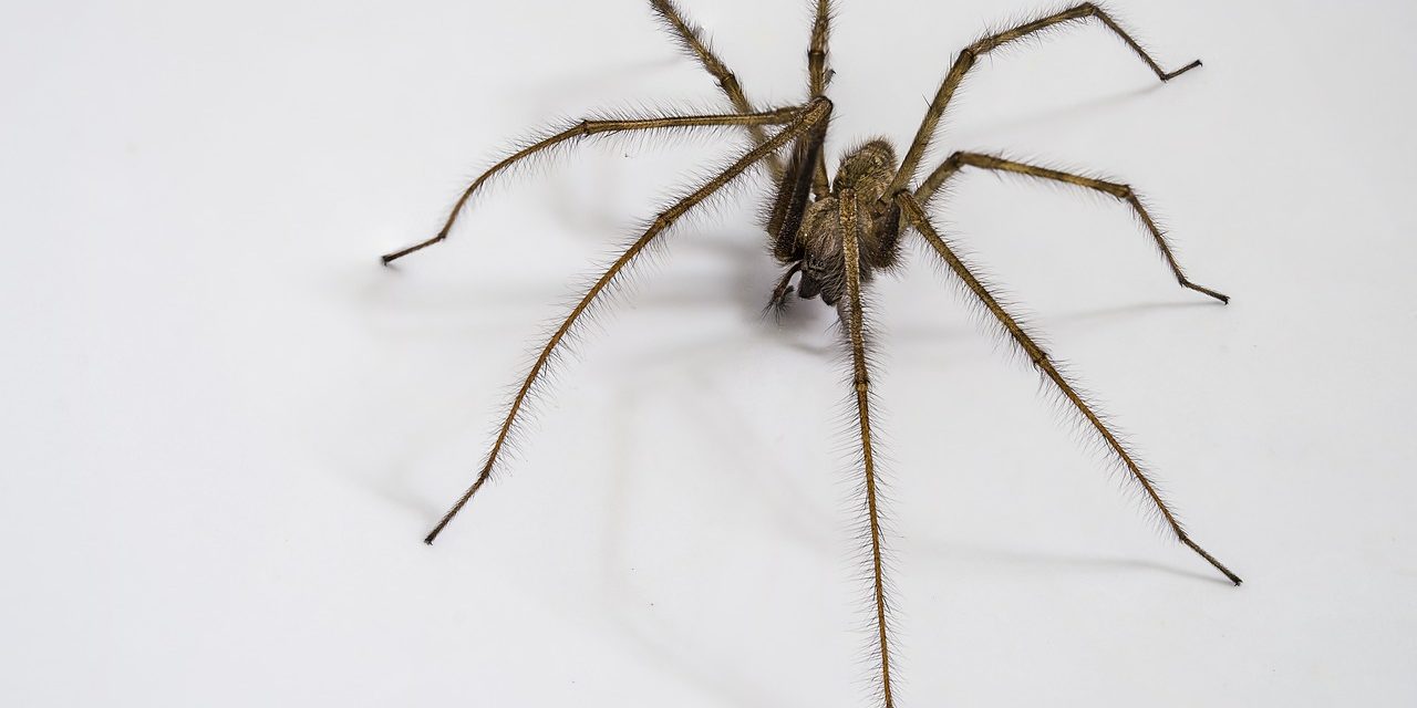 Factcheck: Pepermuntolie laat spinnen niet uit je huis verdwijnen