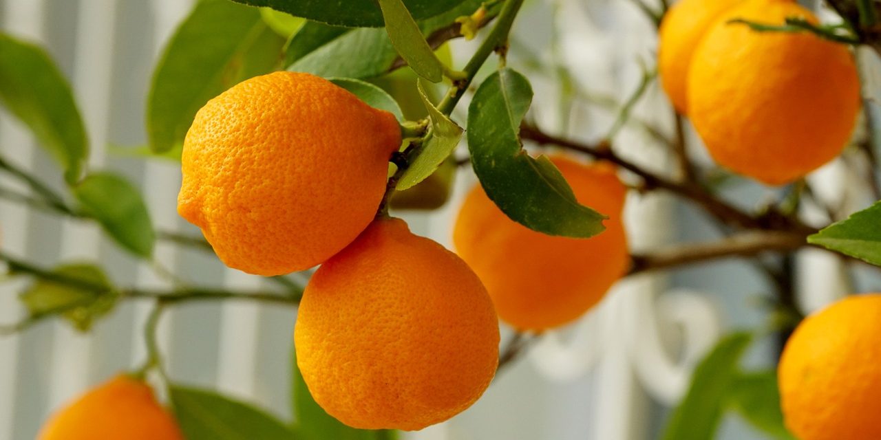 Factcheck: Je weerstand boosten met extra vitamine C kan schadelijk zijn voor je nieren