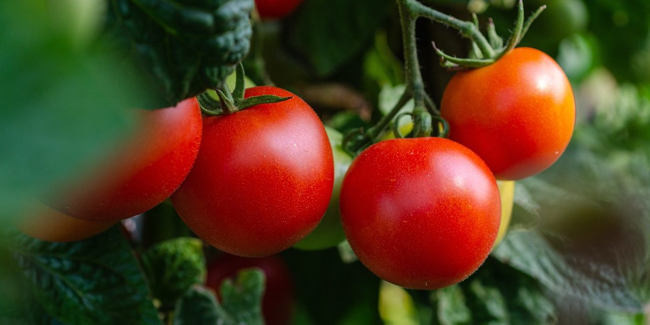 Factcheck; Duurzame tomatenteelt in Nederland