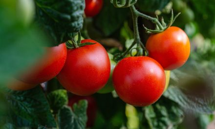 Factcheck; Duurzame tomatenteelt in Nederland