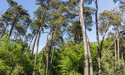 FACTCHECK: “Afgelopen honderd jaar is het aantal bomen gegroeid in Europa”