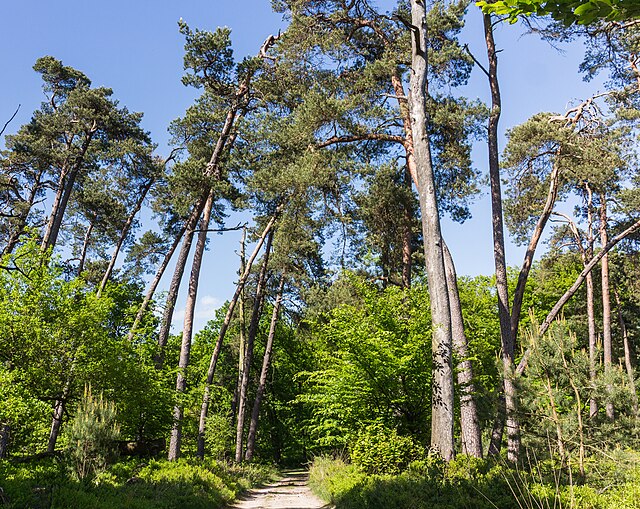 FACTCHECK: “Afgelopen honderd jaar is het aantal bomen gegroeid in Europa”