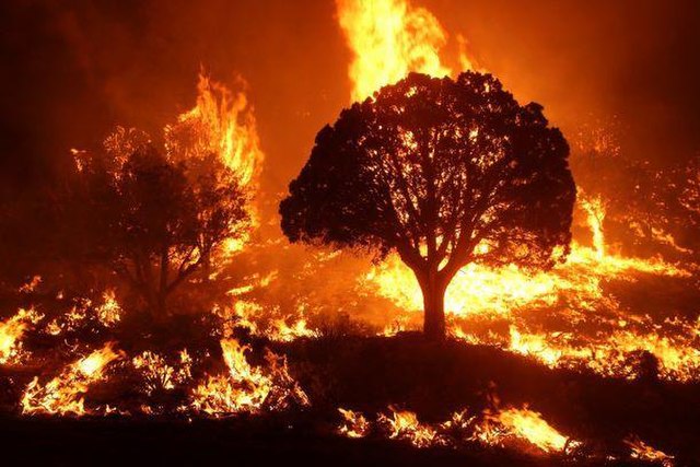 Bosbranden worden een steeds groter gevaar voor Nederland
