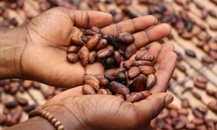 FACTCHECK: Cacao is dit jaar meer dan twee keer zo duur geworden