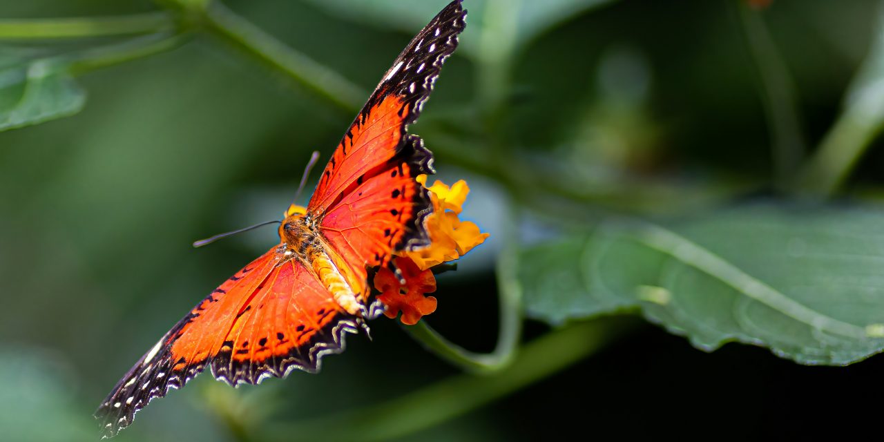 Op landelijke vlinderdag staat de toekomst van de vlinder centraal