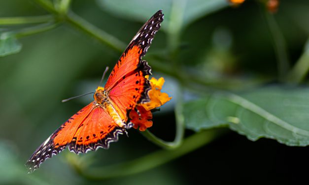 Op landelijke vlinderdag staat de toekomst van de vlinder centraal