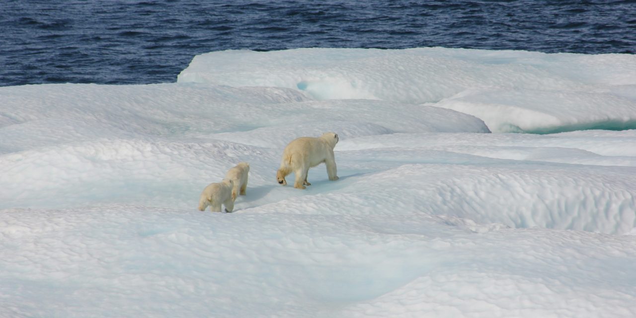 FACTCHECK: “ijsberen zijn niet uitgestorven, maar verdubbeld in aantal”