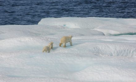 FACTCHECK: “ijsberen zijn niet uitgestorven, maar verdubbeld in aantal”