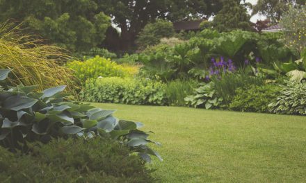 FACTCHECK: Komen bewoners met een groene tuin minder vaak bij de dokter met depressie?