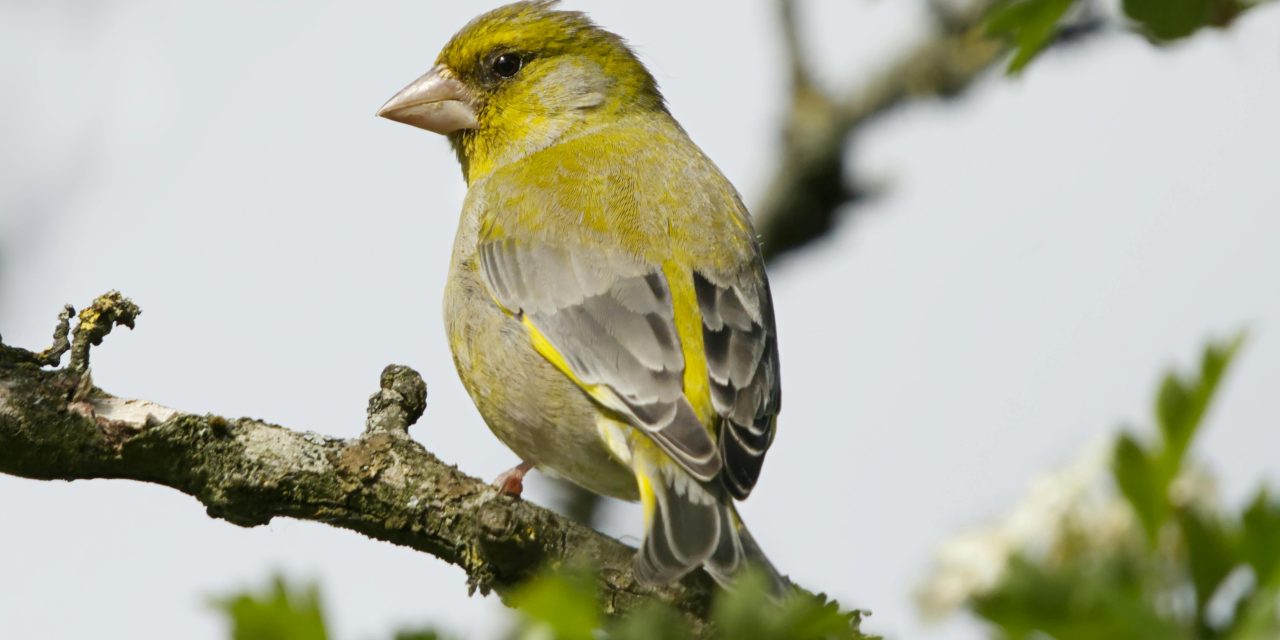 Vanaf 15 maart begint het Nederlandse broedseizoen, wat kan jij doen om de vogels te helpen?