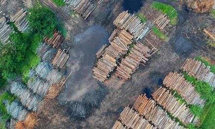 Fact check: Zonder de financiële steun van banken zou grootschalige natuurvernietiging nooit mogelijk zijn