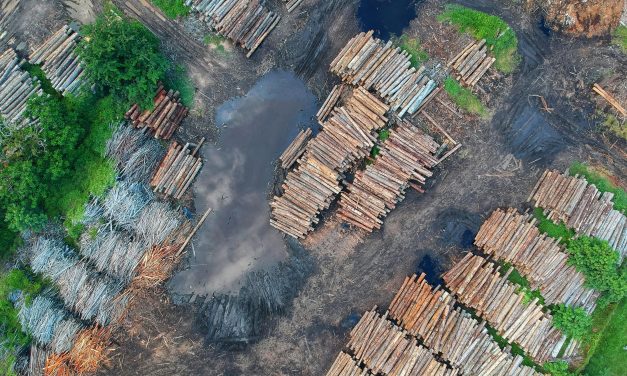 Fact check: Zonder de financiële steun van banken zou grootschalige natuurvernietiging nooit mogelijk zijn