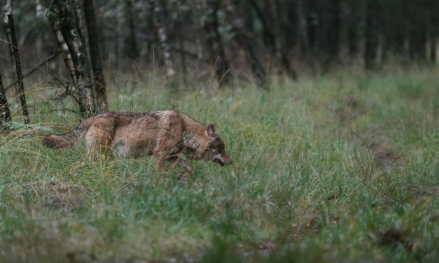 Factcheck: Ja, de geschiktste natuurgebieden voor de wolf zitten vol