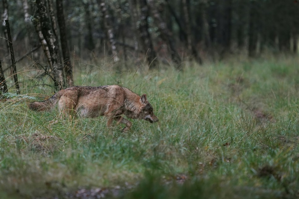 Factcheck: Ja, de geschiktste natuurgebieden voor de wolf zitten vol