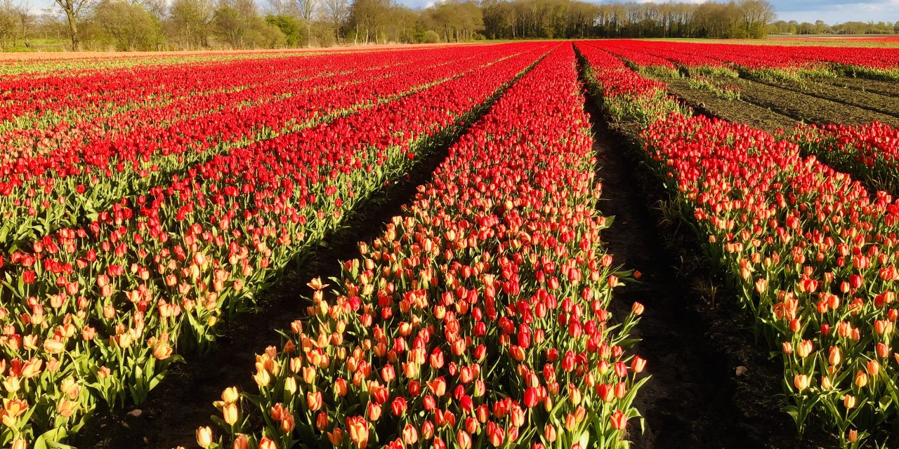 Tulp onder druk: natte winters zorgen voor kleiner aanbod en stijgende prijzen