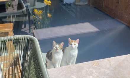 Factcheck: Binnenhouden van Katten; welzijnsrisico’s afhankelijk van omstandigheden