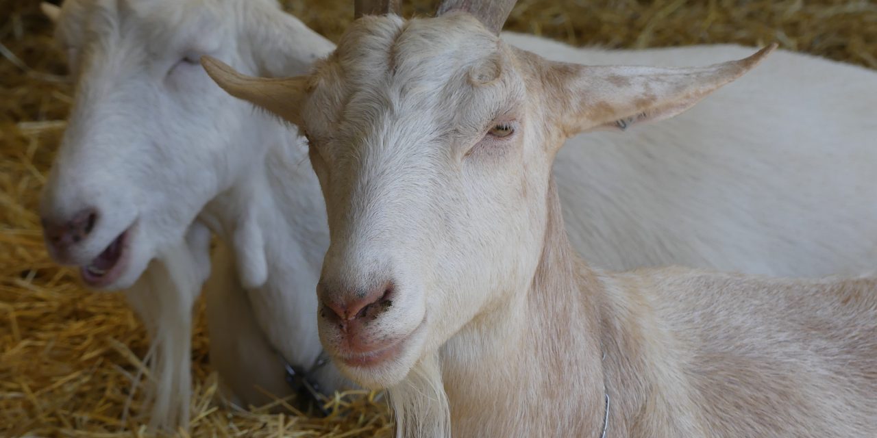 Omwonenden maken zich zorgen om geitenboerderijen: “Ik ben bang om ziek te worden”
