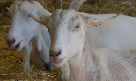 Omwonenden maken zich zorgen om geitenboerderijen: “Ik ben bang om ziek te worden”
