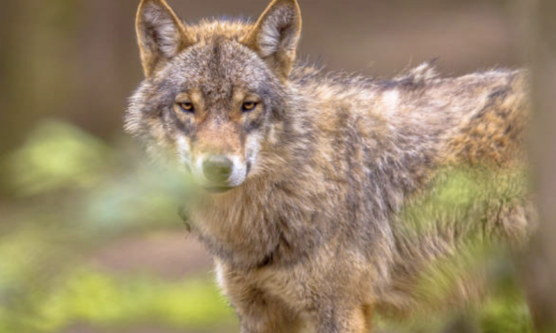 Factcheck: ‘’De wolf die zich bevindt tussen Heerde en Epe is geen probleemwolf’’