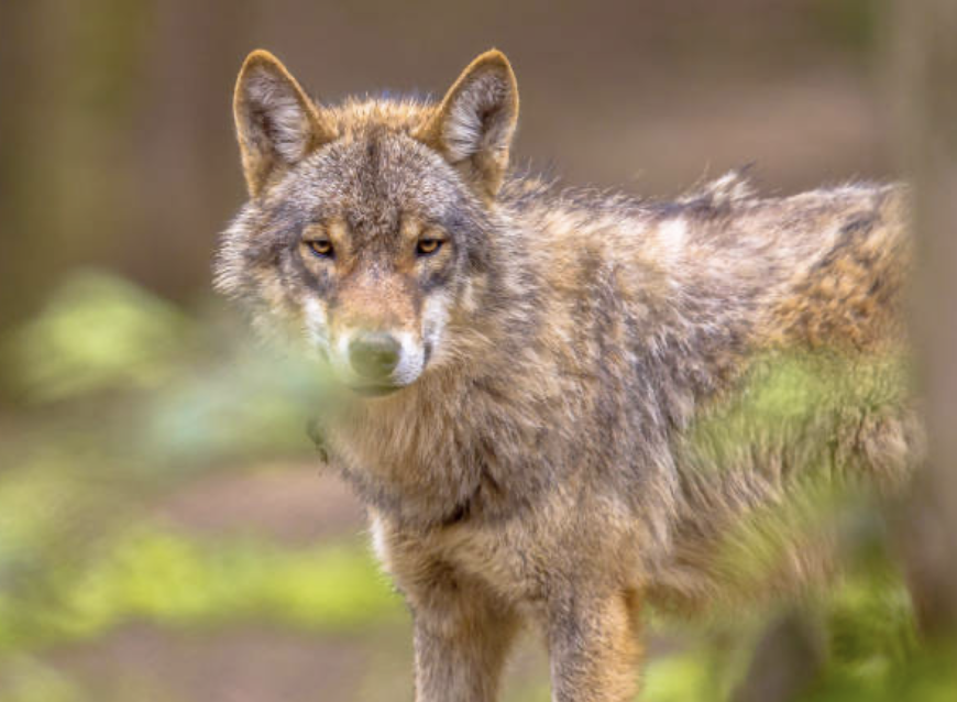 Factcheck: ‘’De wolf die zich bevindt tussen Heerde en Epe is geen probleemwolf’’