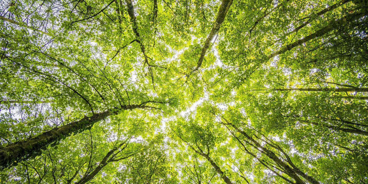 Factcheck: Het klimaat is uit de mode geraakt in de Haagse politiek