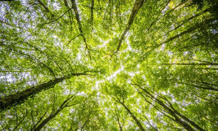 Factcheck: Het klimaat is uit de mode geraakt in de Haagse politiek