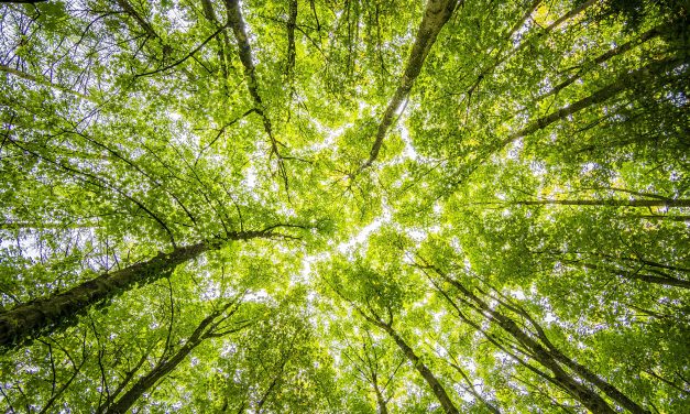 Factcheck: Het klimaat is uit de mode geraakt in de Haagse politiek