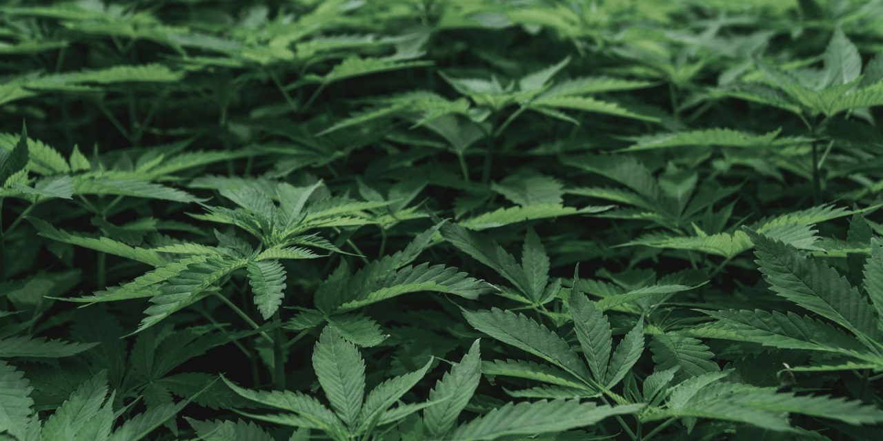 Cannabis: ingewikkelder dan het lijkt