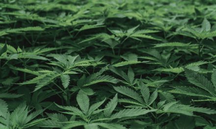 Cannabis: ingewikkelder dan het lijkt