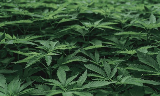 Cannabis: ingewikkelder dan het lijkt