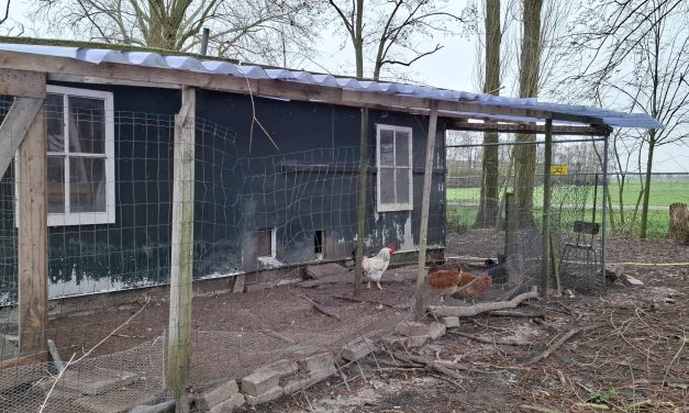 Nieuw RIVM-onderzoek PFAS in eieren roept vragen op over gezondheid