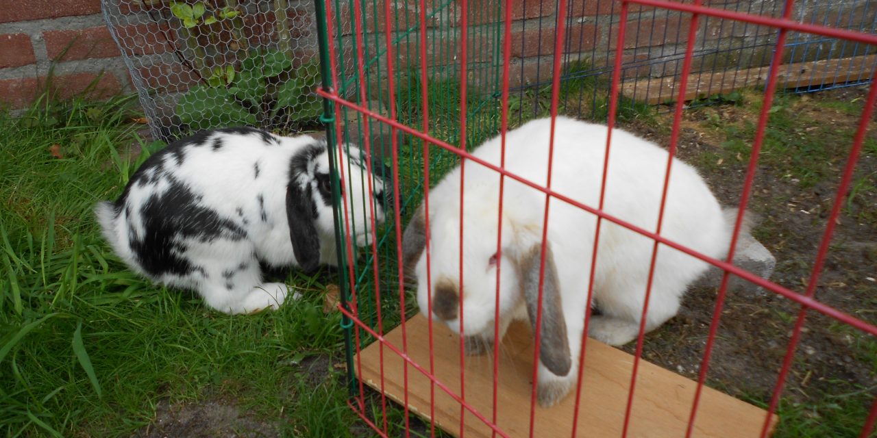 Factcheck: dieren voelen wél emotie, maar nee, je konijn is niet héél verdrietig