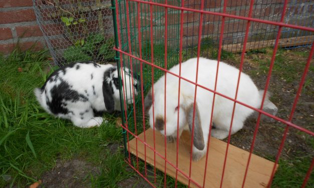 Factcheck: dieren voelen wél emotie, maar nee, je konijn is niet héél verdrietig