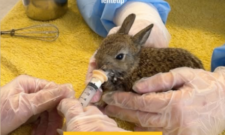 Factcheck: verstoor je een konijnennest door de jonkies aan te raken?