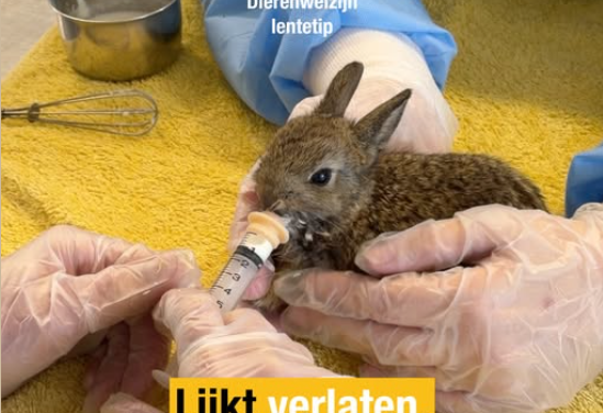 Factcheck: verstoor je een konijnennest door de jonkies aan te raken?