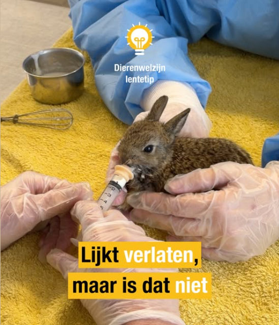 Factcheck: verstoor je een konijnennest door de jonkies aan te raken?