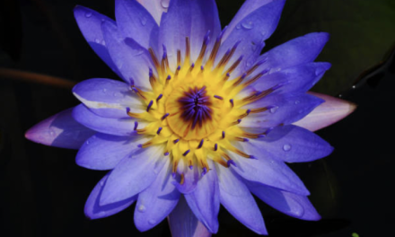 Factcheck: Gedroogde lotusbloemthee heeft dezelfde werkingen als een joint