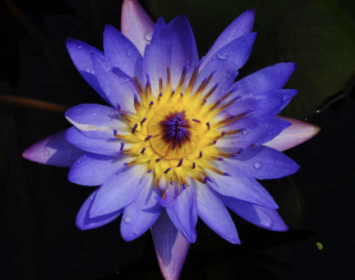 Factcheck: Gedroogde lotusbloemthee heeft dezelfde werkingen als een joint