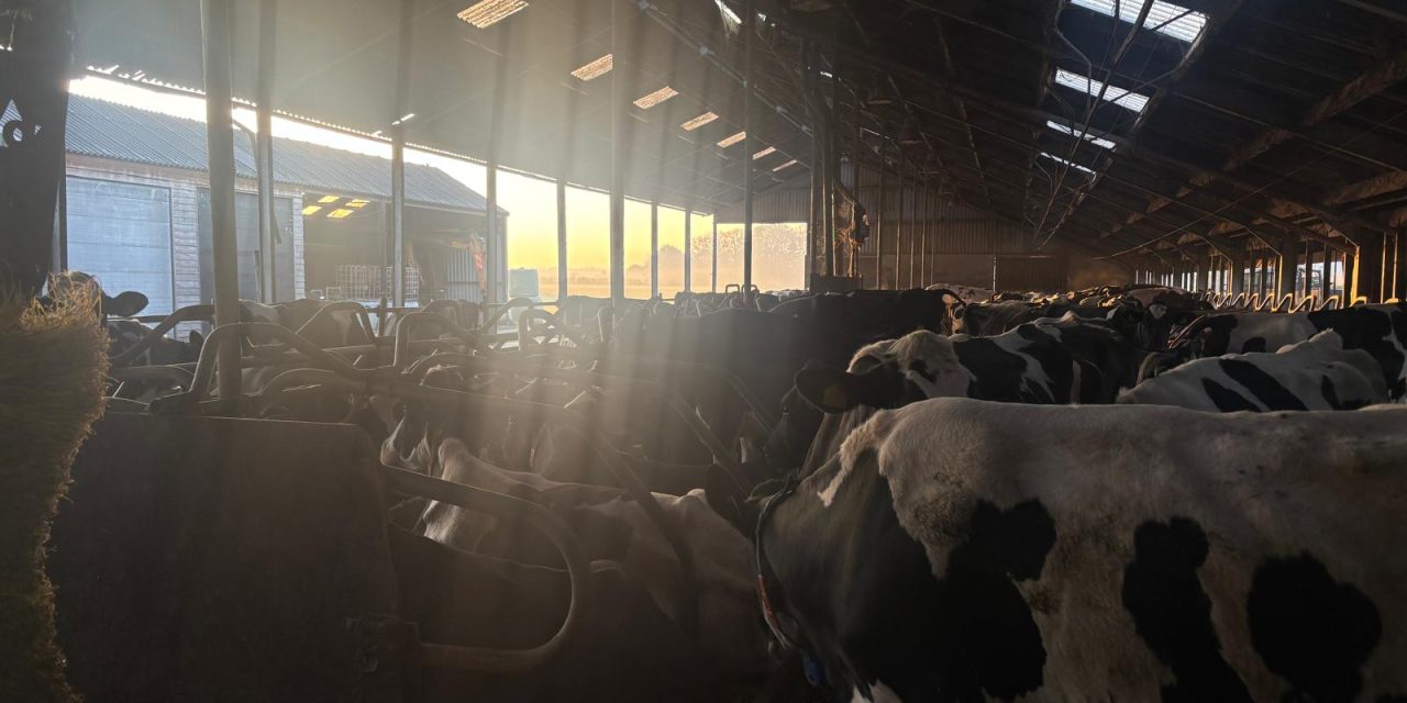 Wie bepaalt het ritme: boer of koe?