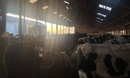 Wie bepaalt het ritme: boer of koe?