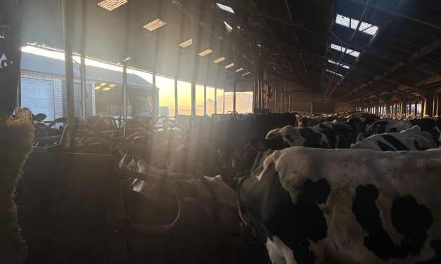 Wie bepaalt het ritme: boer of koe?