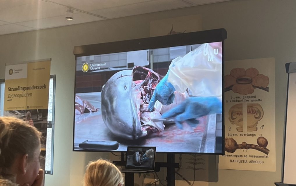 Meer betrokkenheid voor dissectie van bruinvis is cruciaal