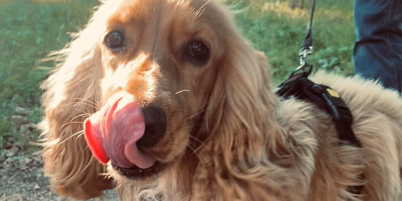 Voor de huisdieren in Utrecht is het altijd dierendag