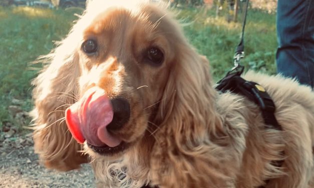 Voor de huisdieren in Utrecht is het altijd dierendag