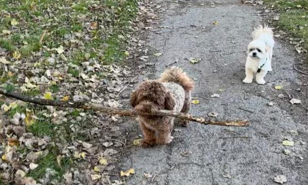 Hondeneigenaren in Utrecht willen meer voorzieningen: ‘Het is beter voor het welzijn van de hond, maar ook voor de mens’